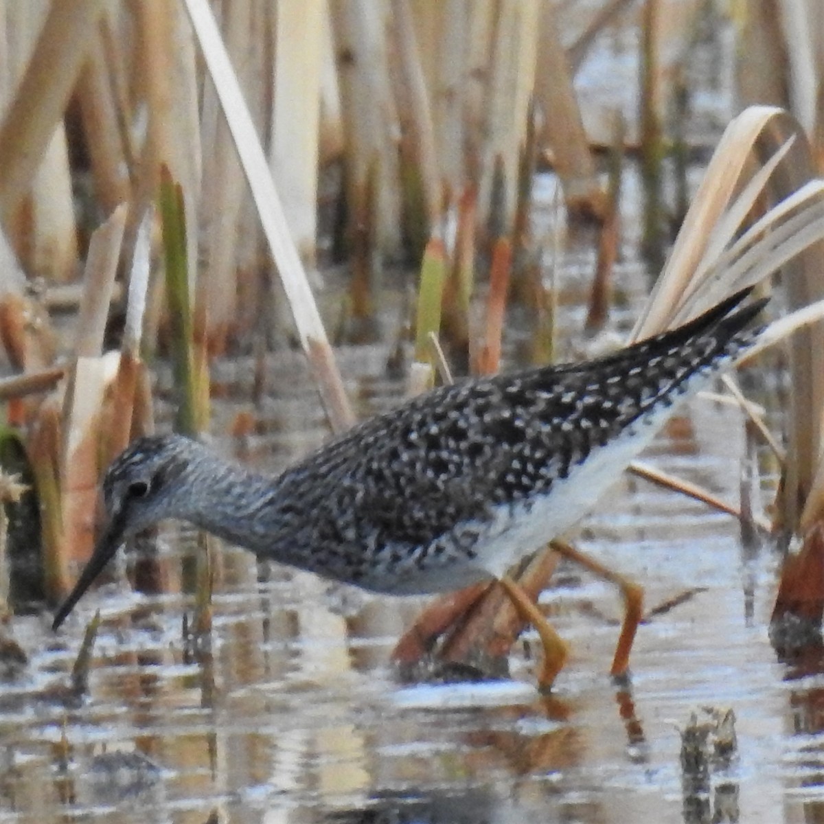 Lesser Yellowlegs - ML329967751