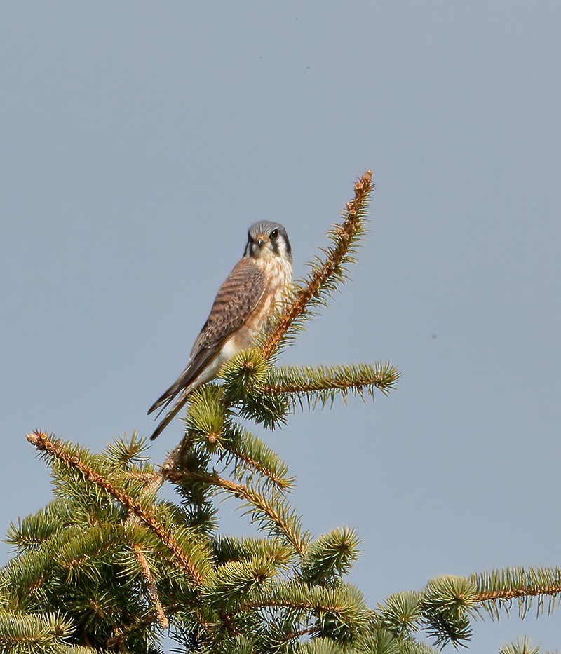 American Kestrel - ML329970931