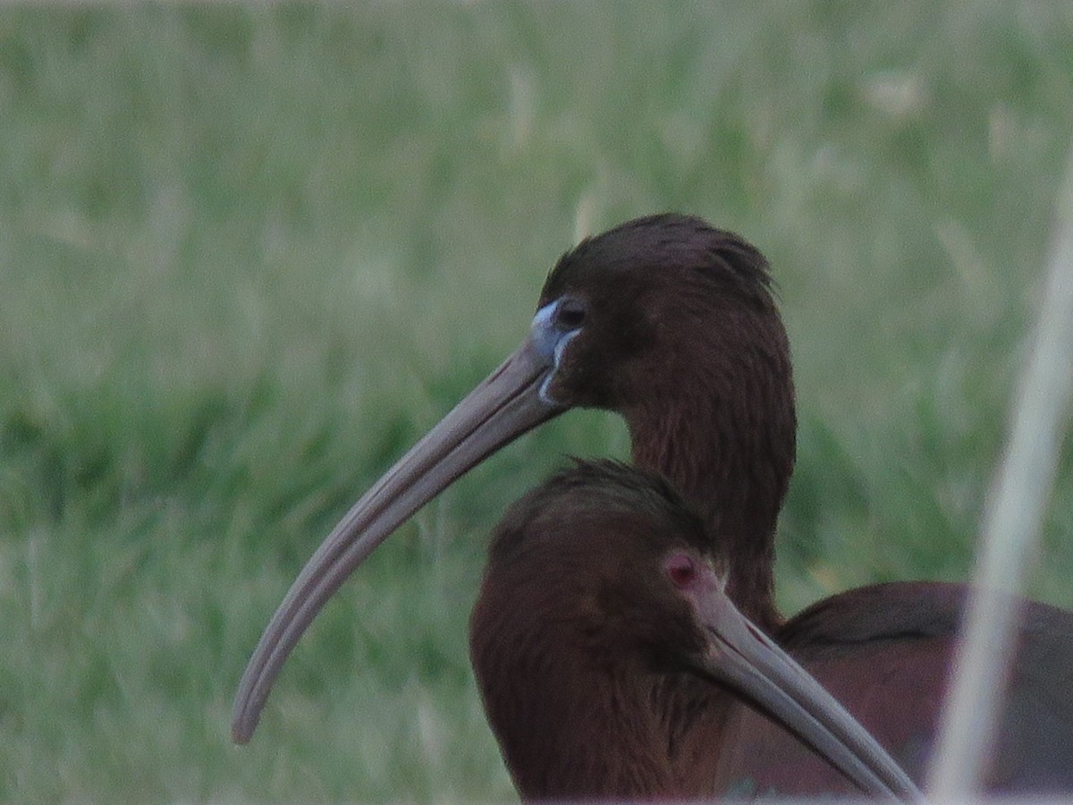 Glossy Ibis - ML329971201