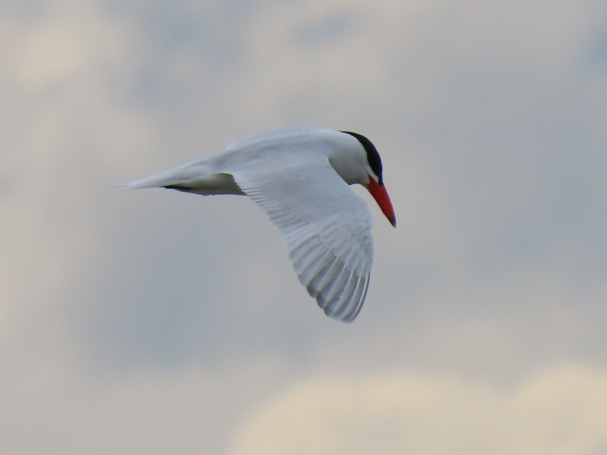 Caspian Tern - Del Nelson