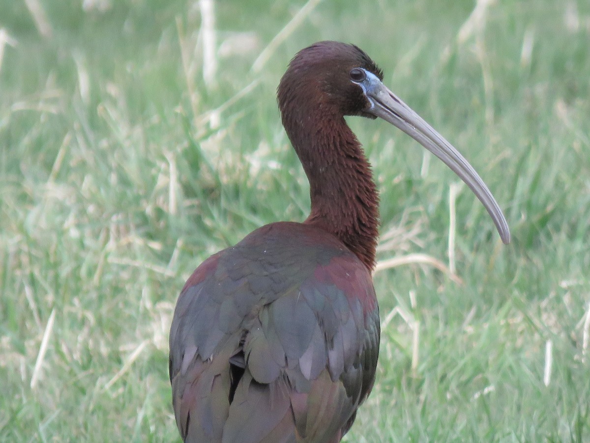 Glossy Ibis - ML329971791