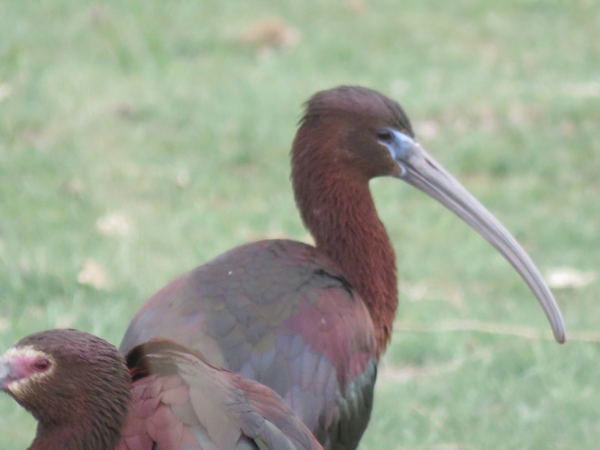 Glossy Ibis - ML329972481