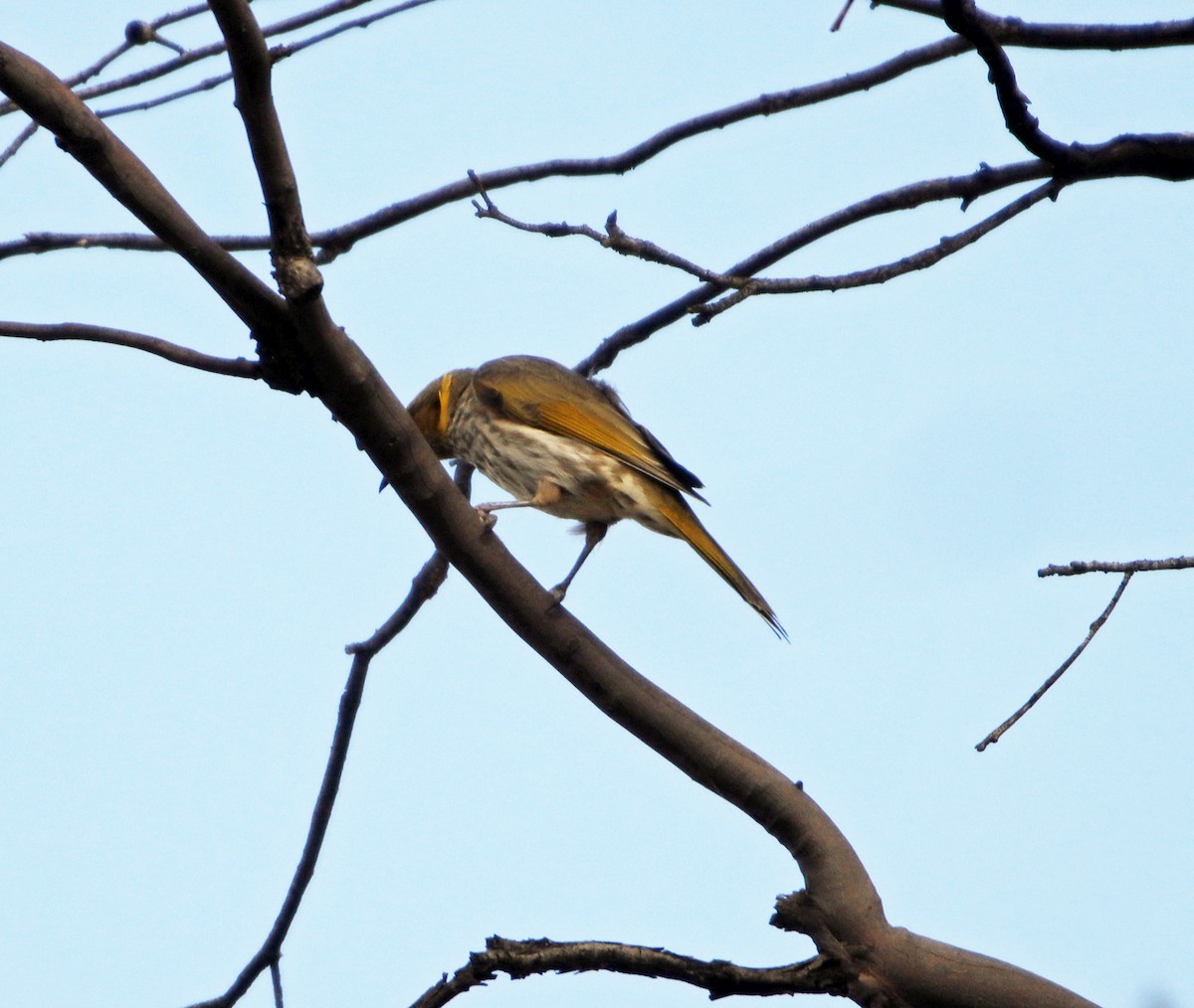 Yellow-plumed Honeyeater - ML329976491