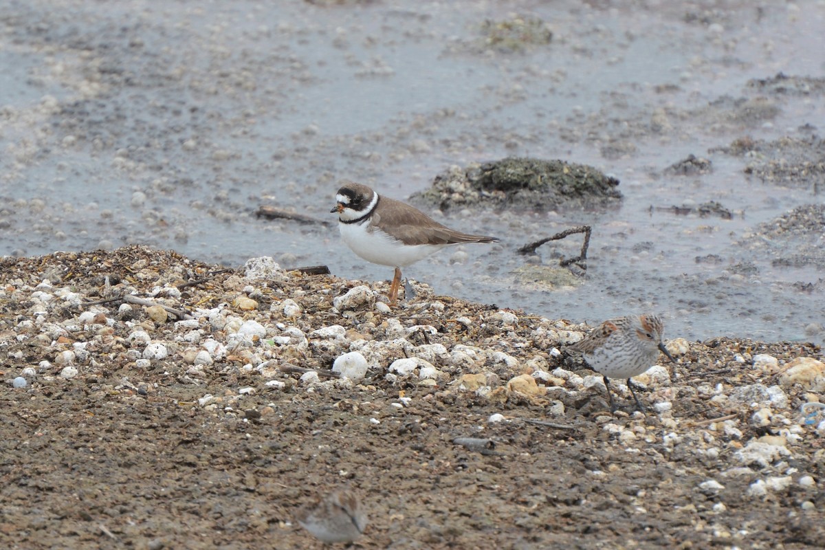 Semipalmated Plover - ML329977041