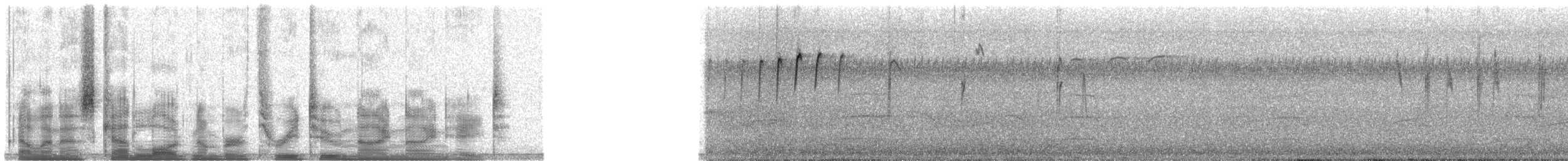 Dicée des Célèbes - ML32998