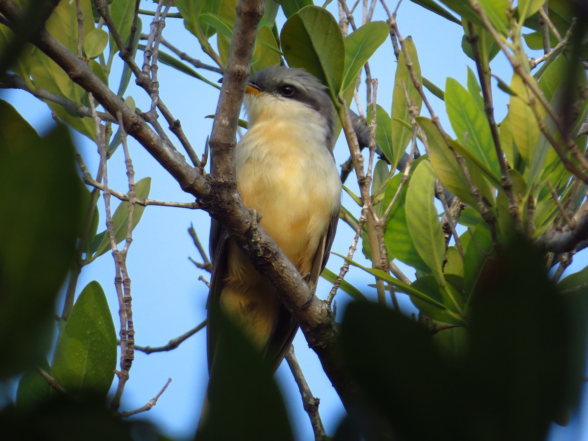 Mangrove Cuckoo - Michael Woodruff