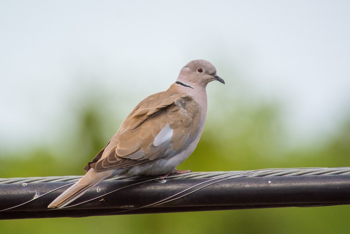 Eurasian Collared-Dove - Anthony Souza