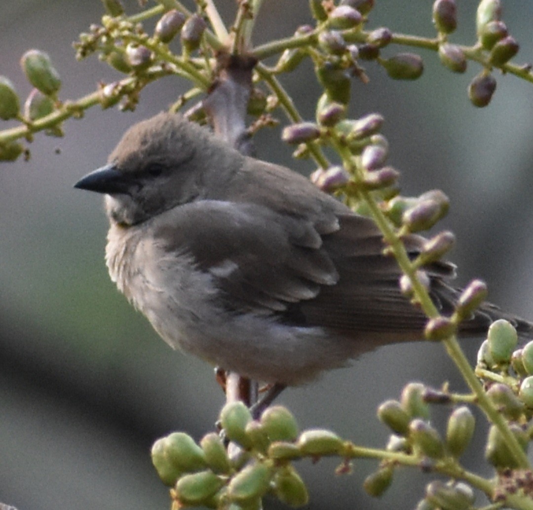 Yellow-throated Sparrow - ML329982241