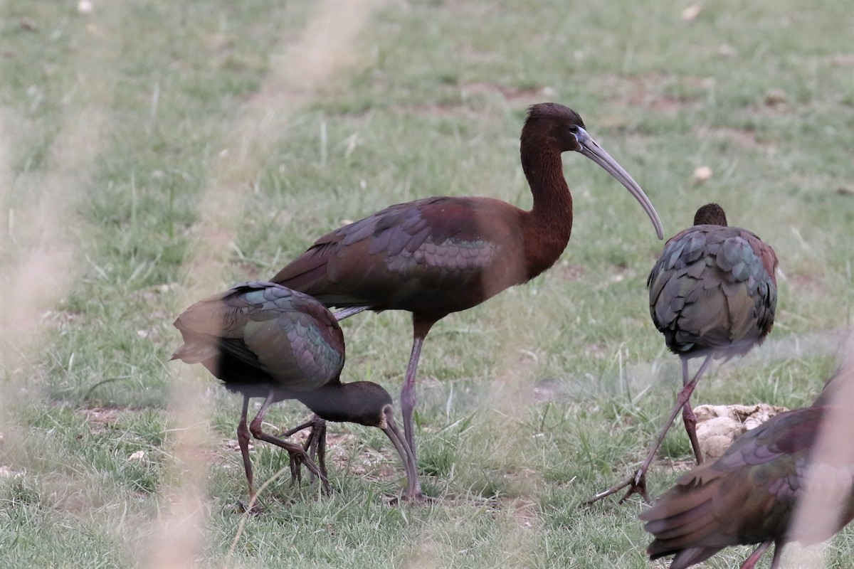 Glossy Ibis - 🦉Max Malmquist🦉