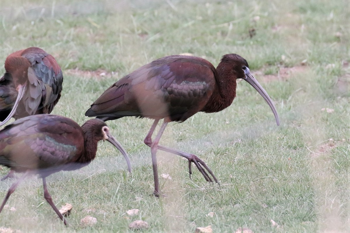 Glossy Ibis - ML329983021