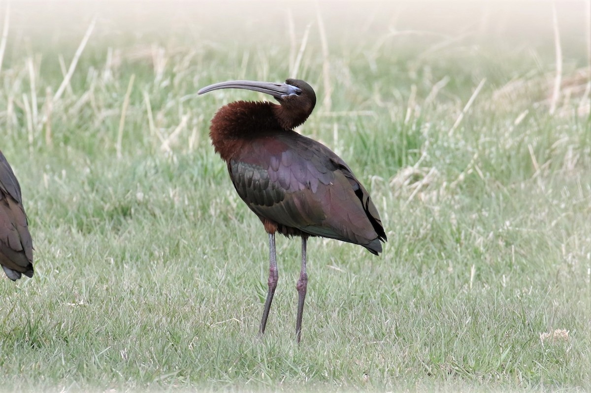 Glossy Ibis - ML329983051