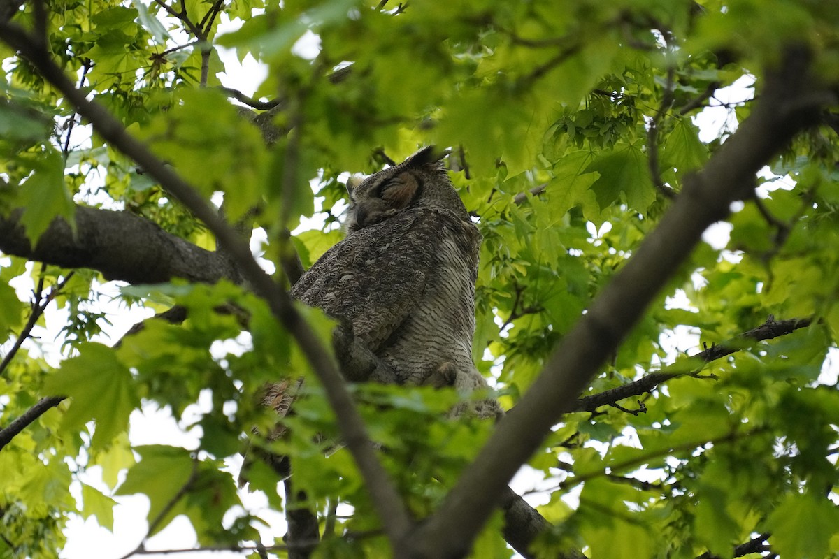Great Horned Owl - ML329983891