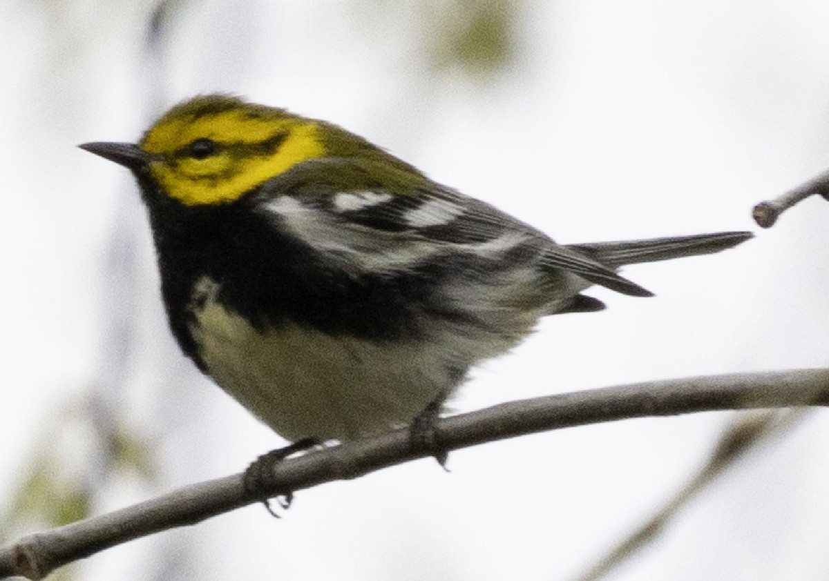 Black-throated Green Warbler - ML329984161