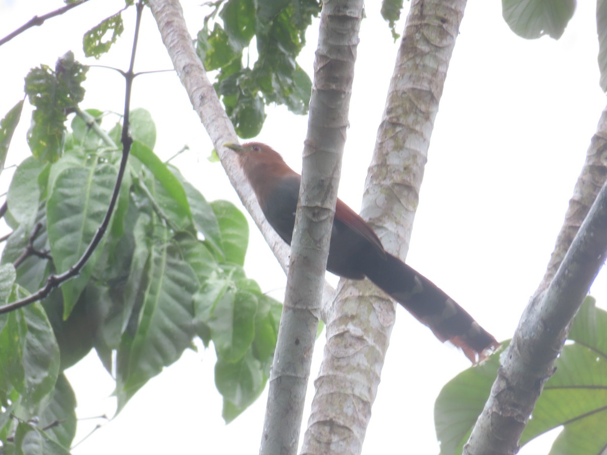 Squirrel Cuckoo - ML329985501