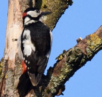 Great Spotted Woodpecker - Suman Bhattacharjee