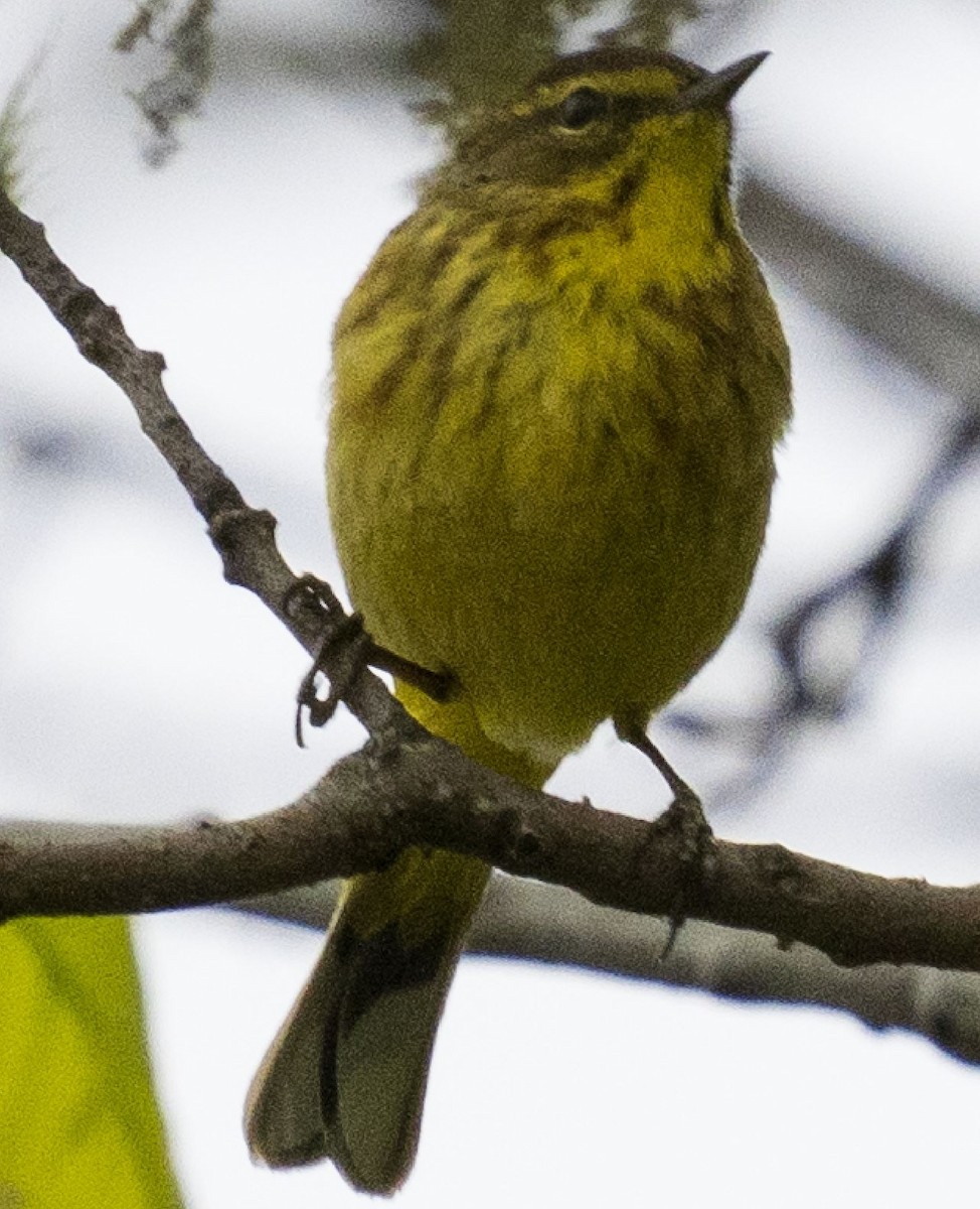 Palm Warbler - ML329986331