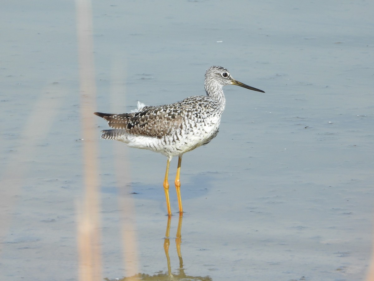 Greater Yellowlegs - Jeff Percell