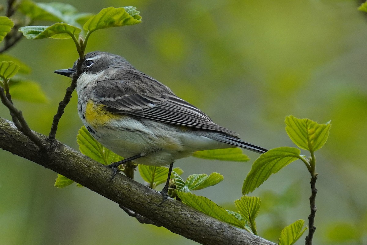 Yellow-rumped Warbler - ML329989571