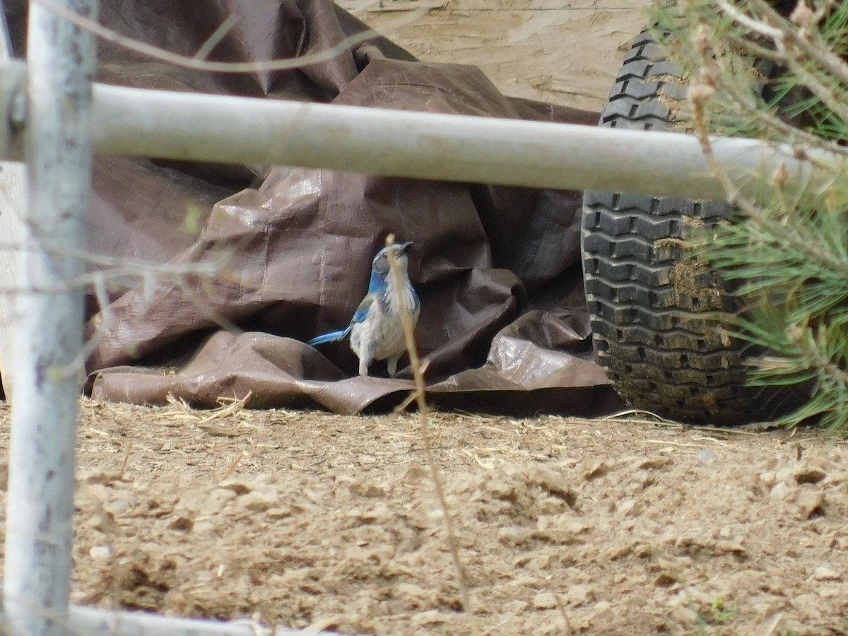 California Scrub-Jay - Zeke VanZante