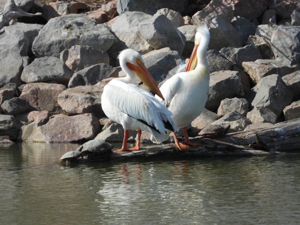 pelikán severoamerický - ML329991721