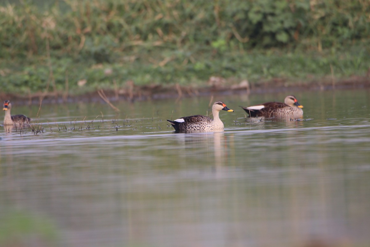 Indian Spot-billed Duck - ML329993471