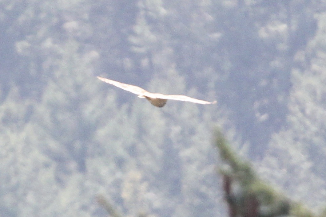 Short-eared Owl - ML329995421