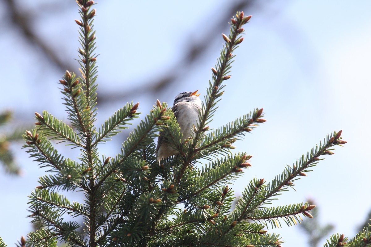 White-crowned Sparrow - ML329995481