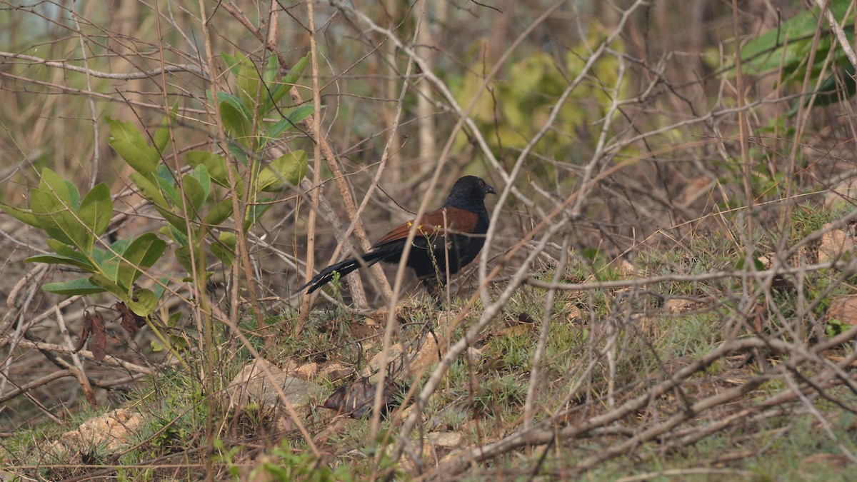 Greater Coucal - ML329995641