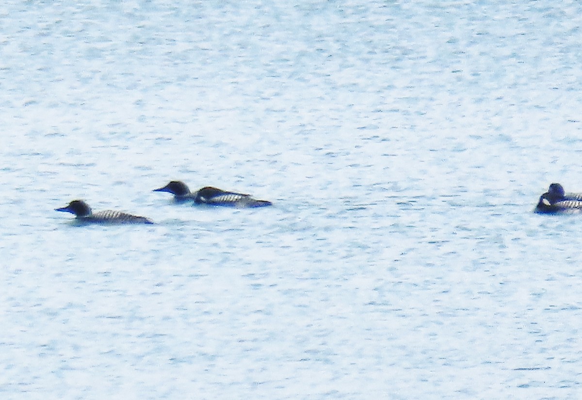 Common Loon - ML329995841