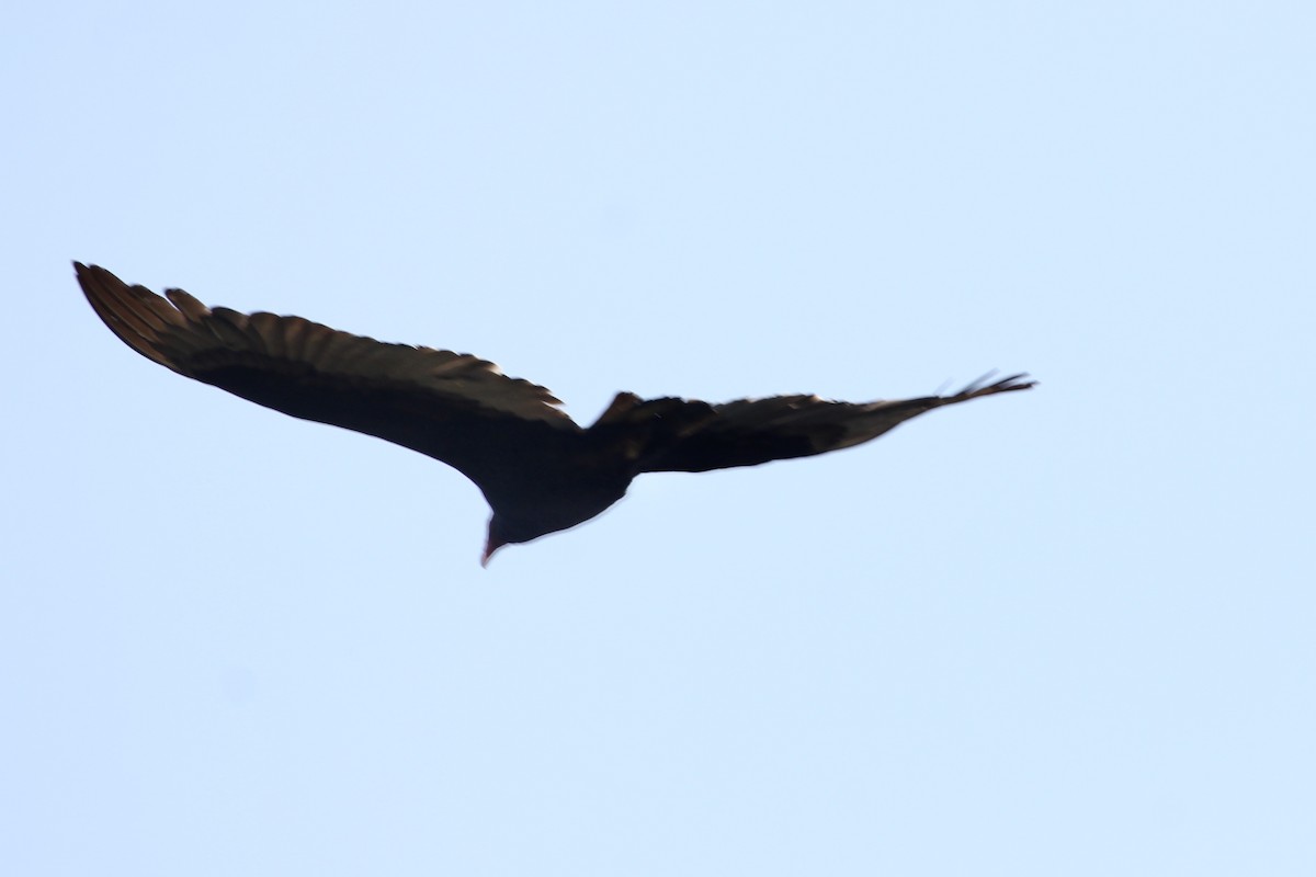Turkey Vulture - ML329995921