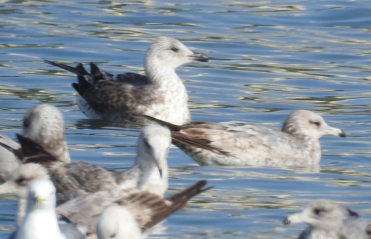 Lesser Black-backed Gull - Andy B NFC Account