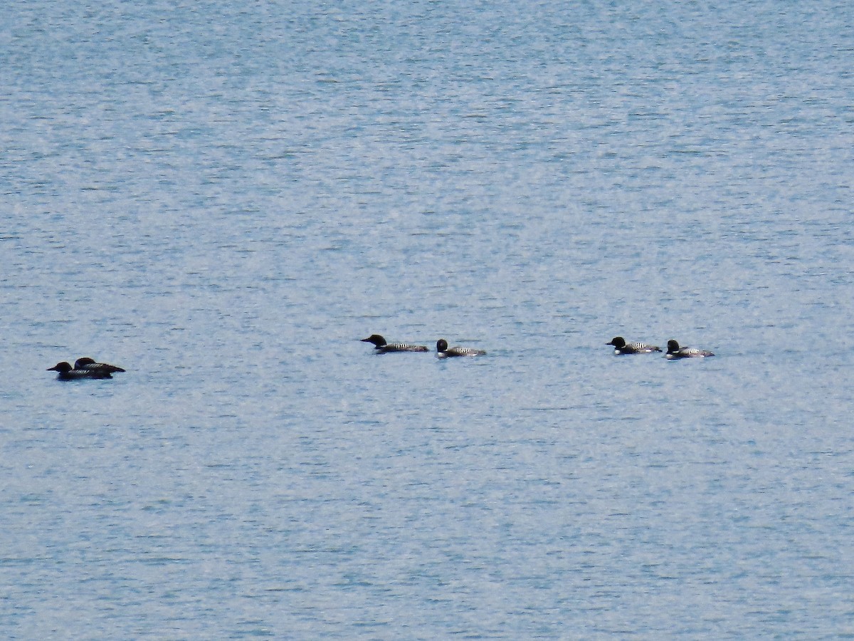 Common Loon - ML329996131