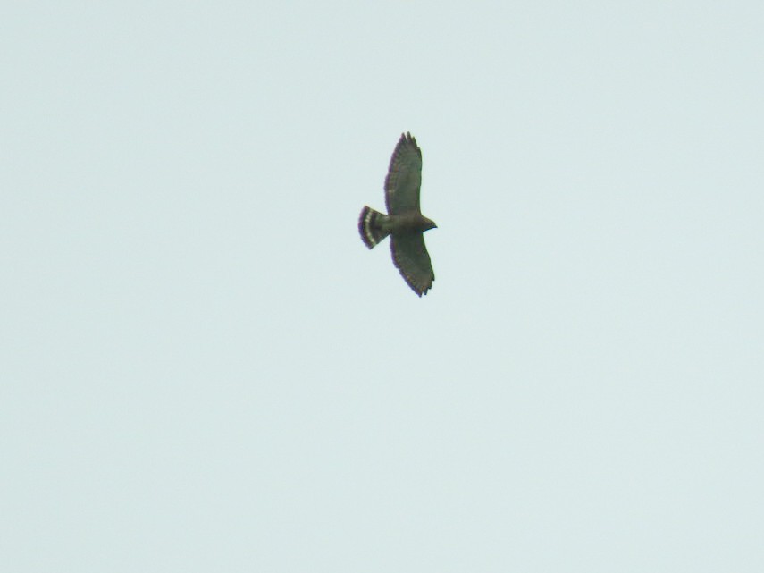 Broad-winged Hawk - ML329996691