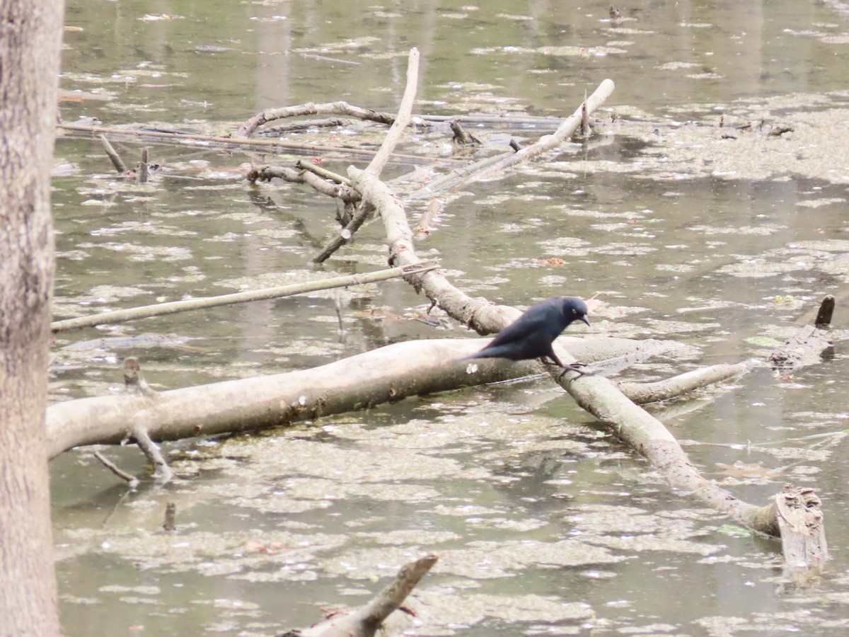 Rusty Blackbird - ML329996781