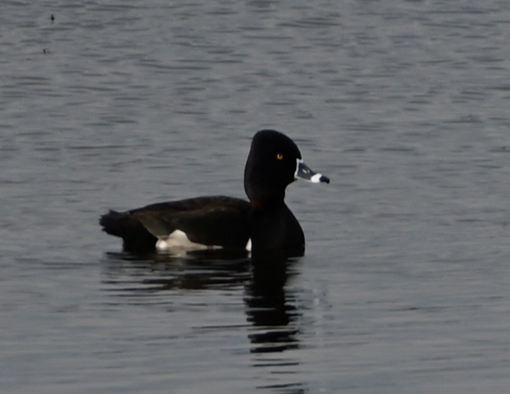 Ring-necked Duck - FELIX-MARIE AFFA'A