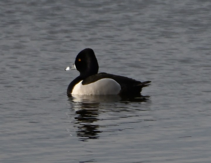 Ring-necked Duck - FELIX-MARIE AFFA'A