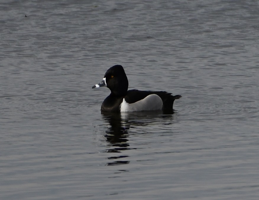 Ring-necked Duck - FELIX-MARIE AFFA'A
