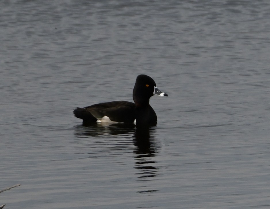 Ring-necked Duck - FELIX-MARIE AFFA'A