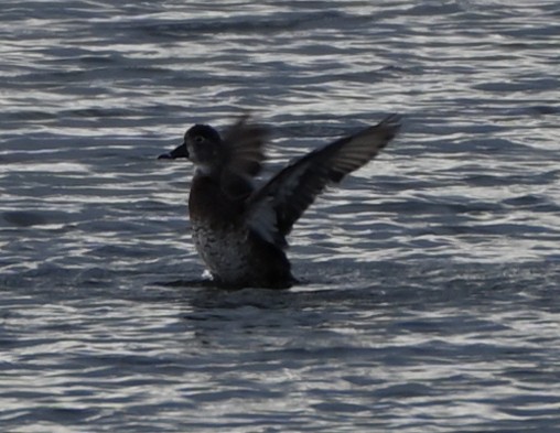 Ring-necked Duck - FELIX-MARIE AFFA'A