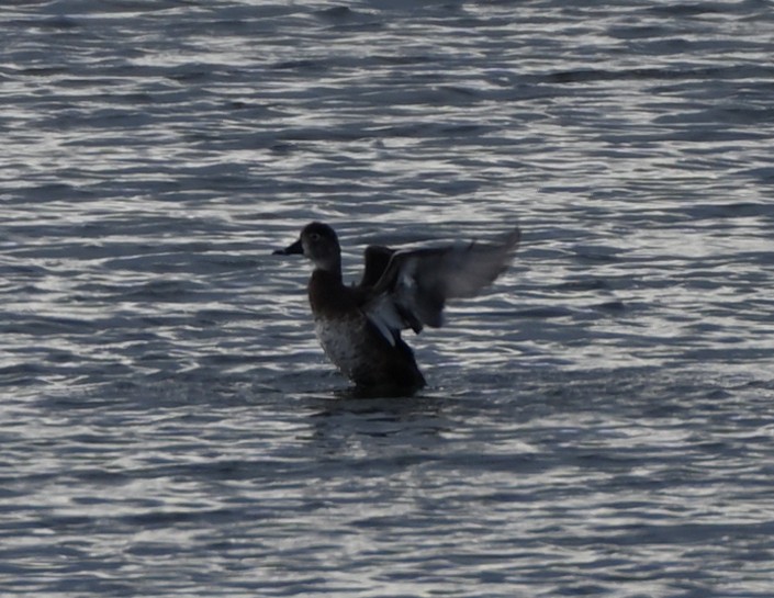 Ring-necked Duck - FELIX-MARIE AFFA'A