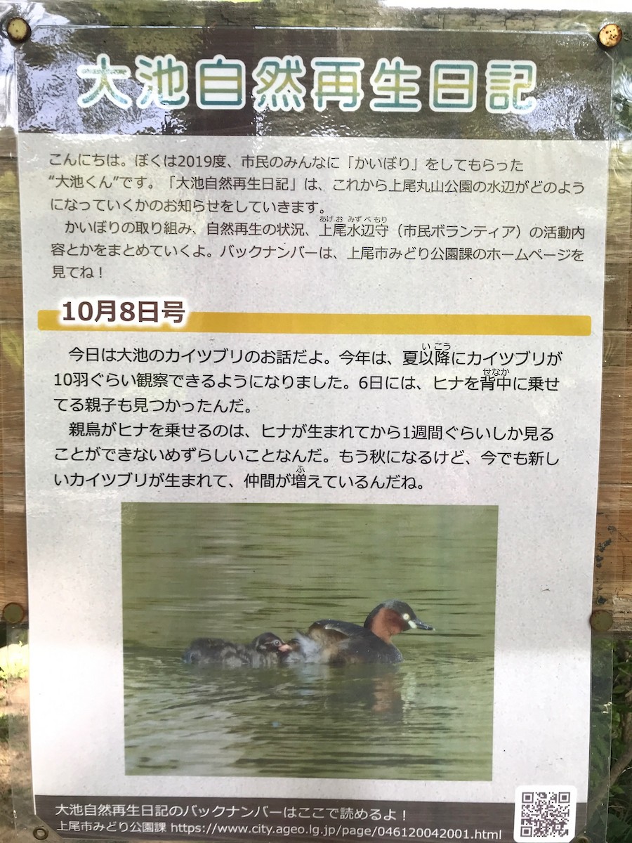 Little Grebe - ML329998091