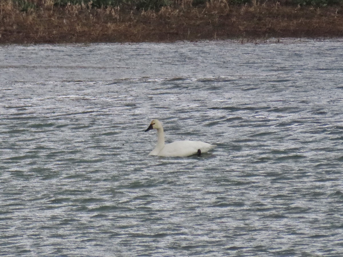 Tundra Swan - ML329998371