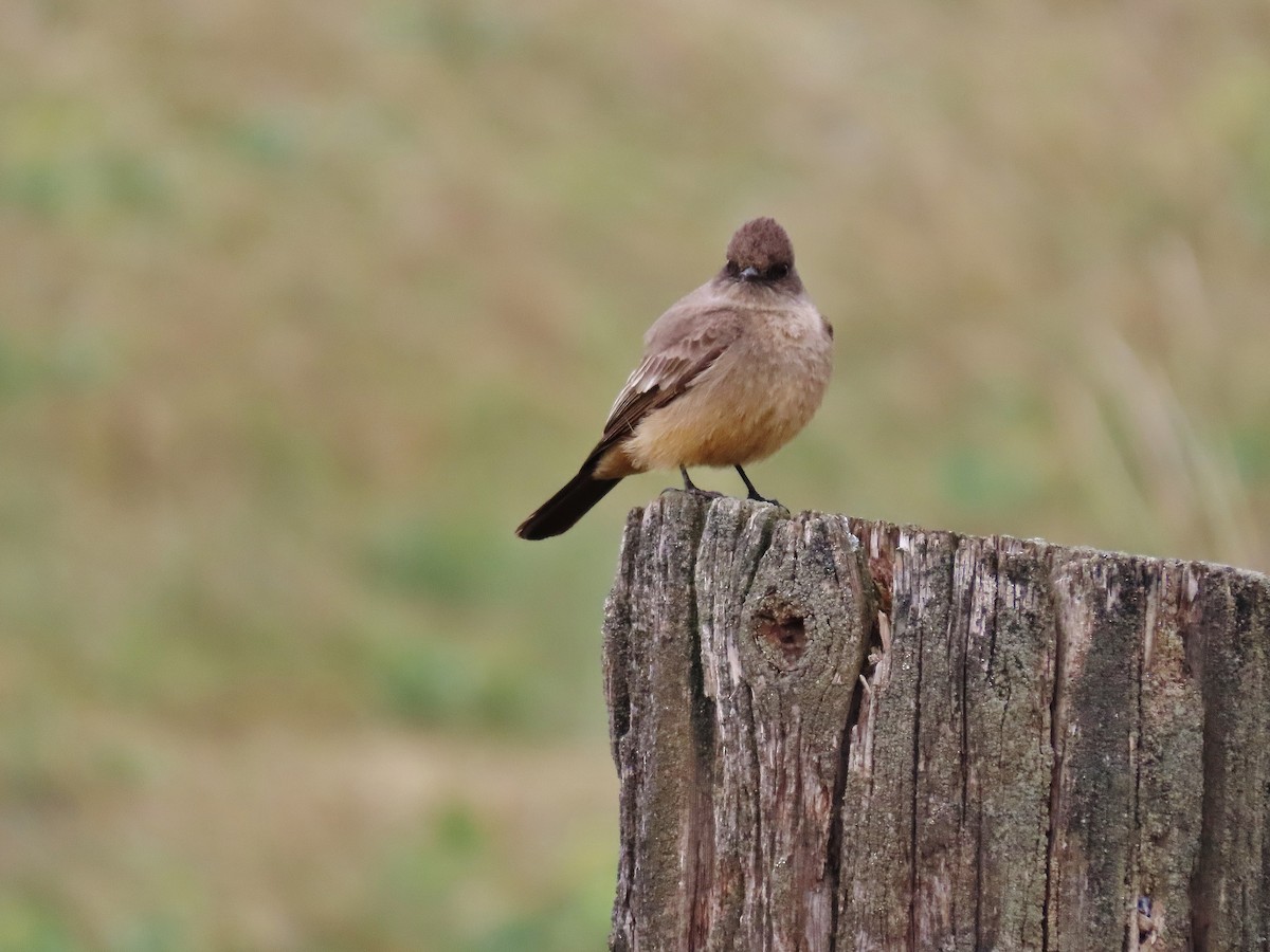 Say's Phoebe - ML329998601