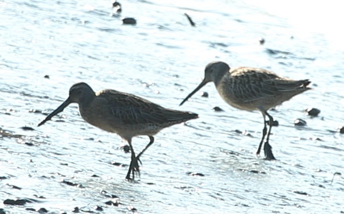 Short-billed Dowitcher - ML32999951