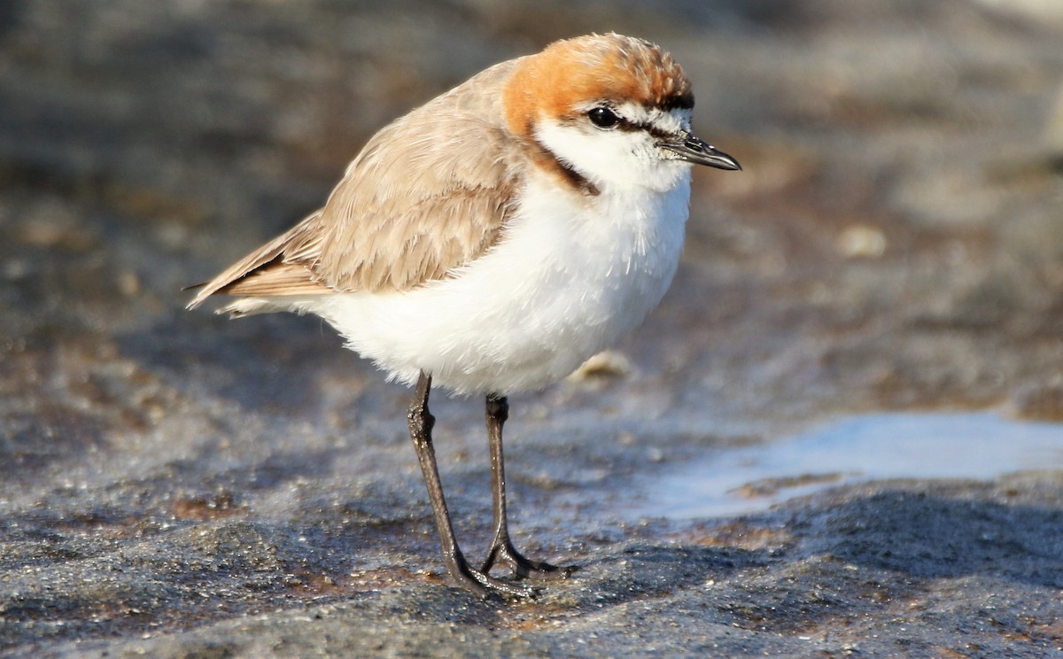 Red-capped Plover - Thalia and Darren Broughton