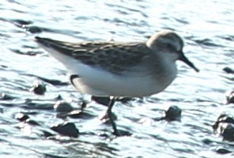 Semipalmated Sandpiper - ML33000011