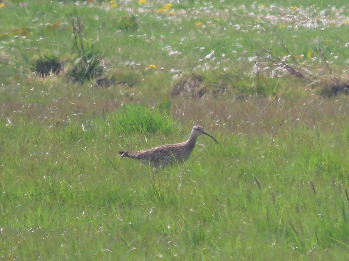 Whimbrel - ML330000791