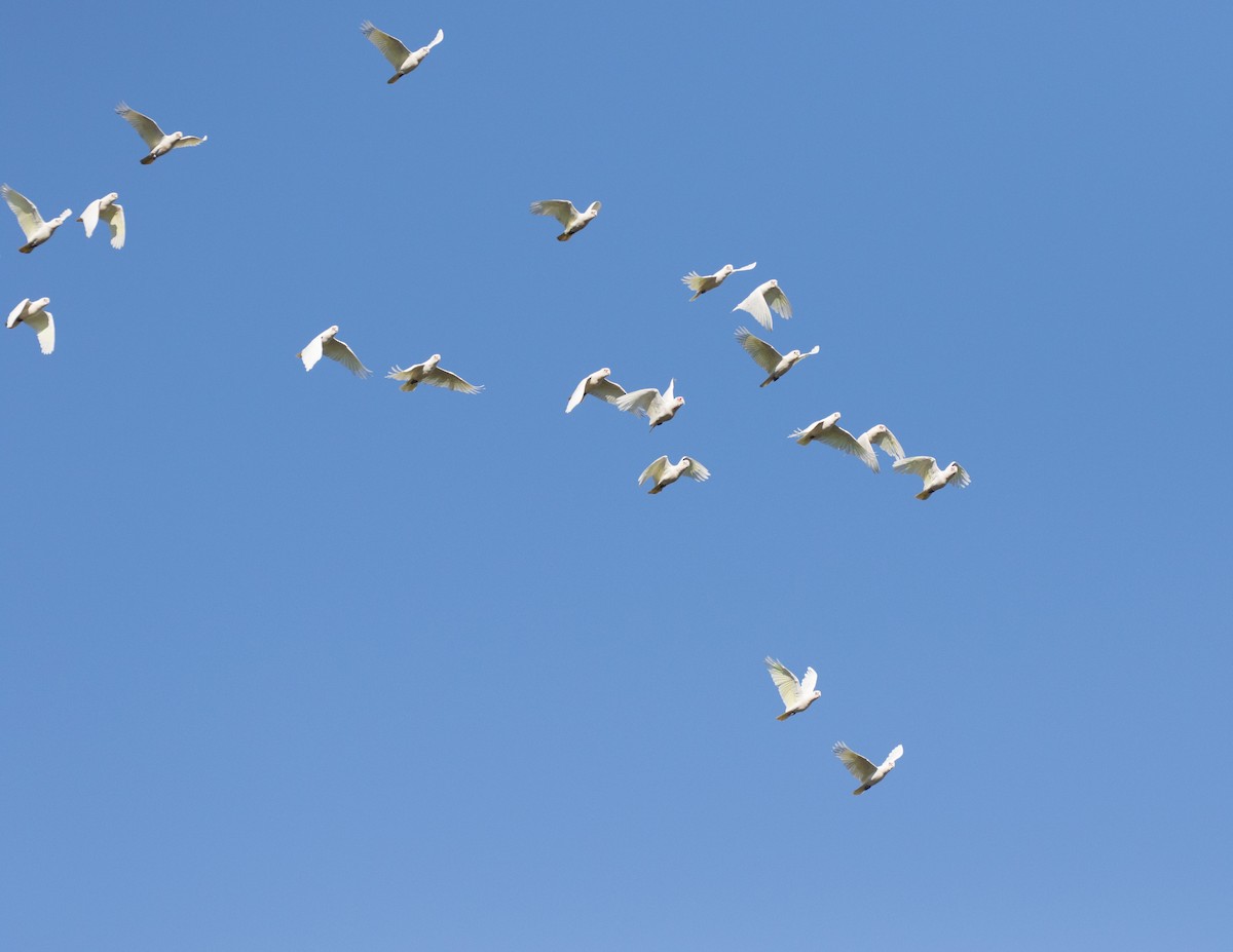 Cacatoès corella - ML330002211