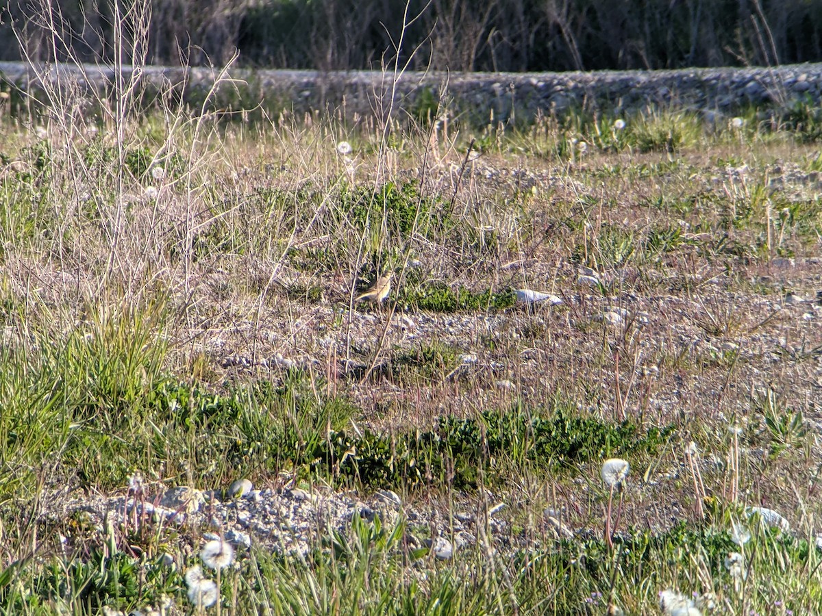 Tawny Pipit - ML330002221