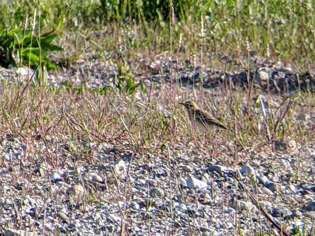 Tawny Pipit - ML330002381